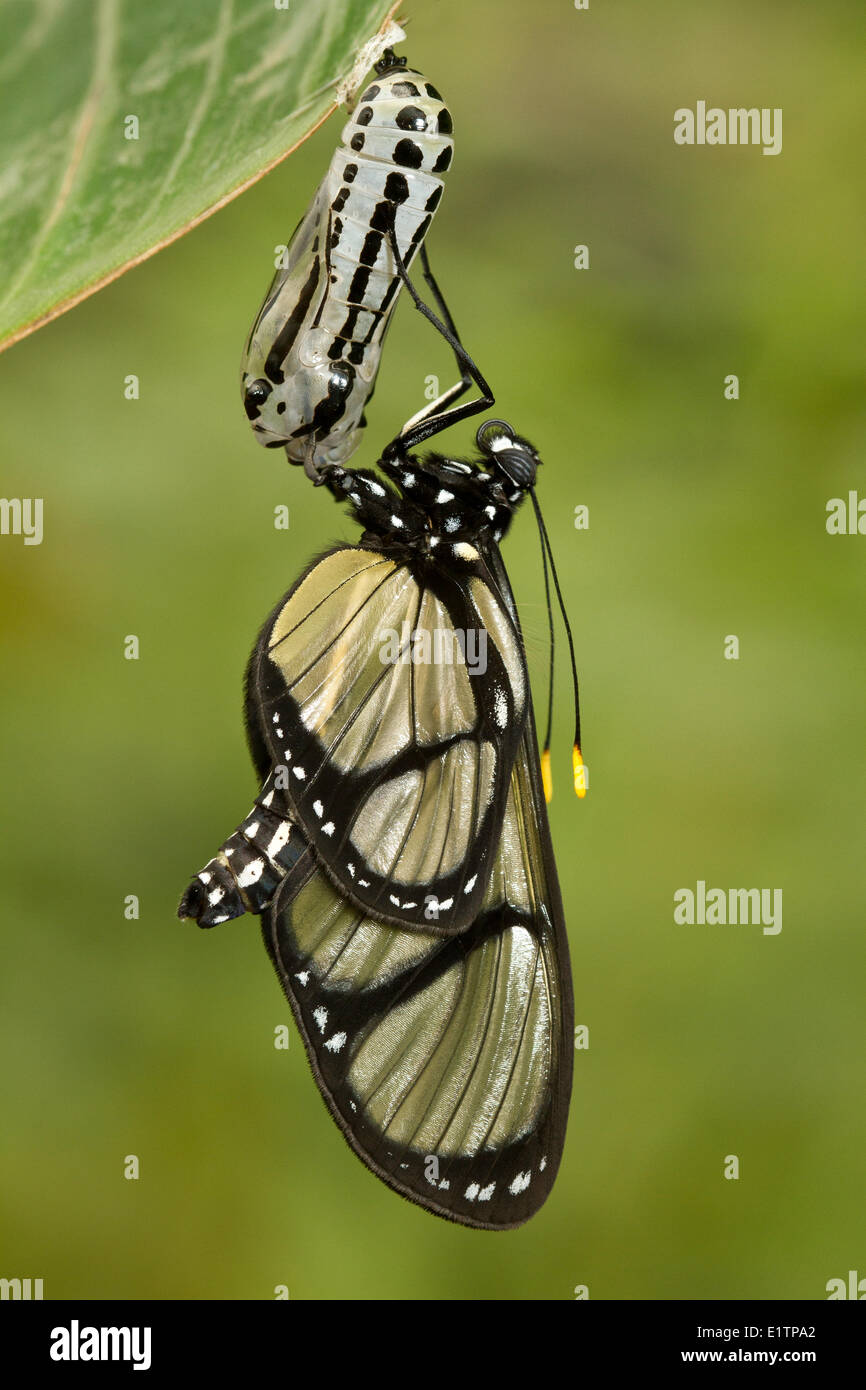 Metona Grandiosa, Mindo, tropischer Regenwald, Mindo, Ecuador Stockfoto