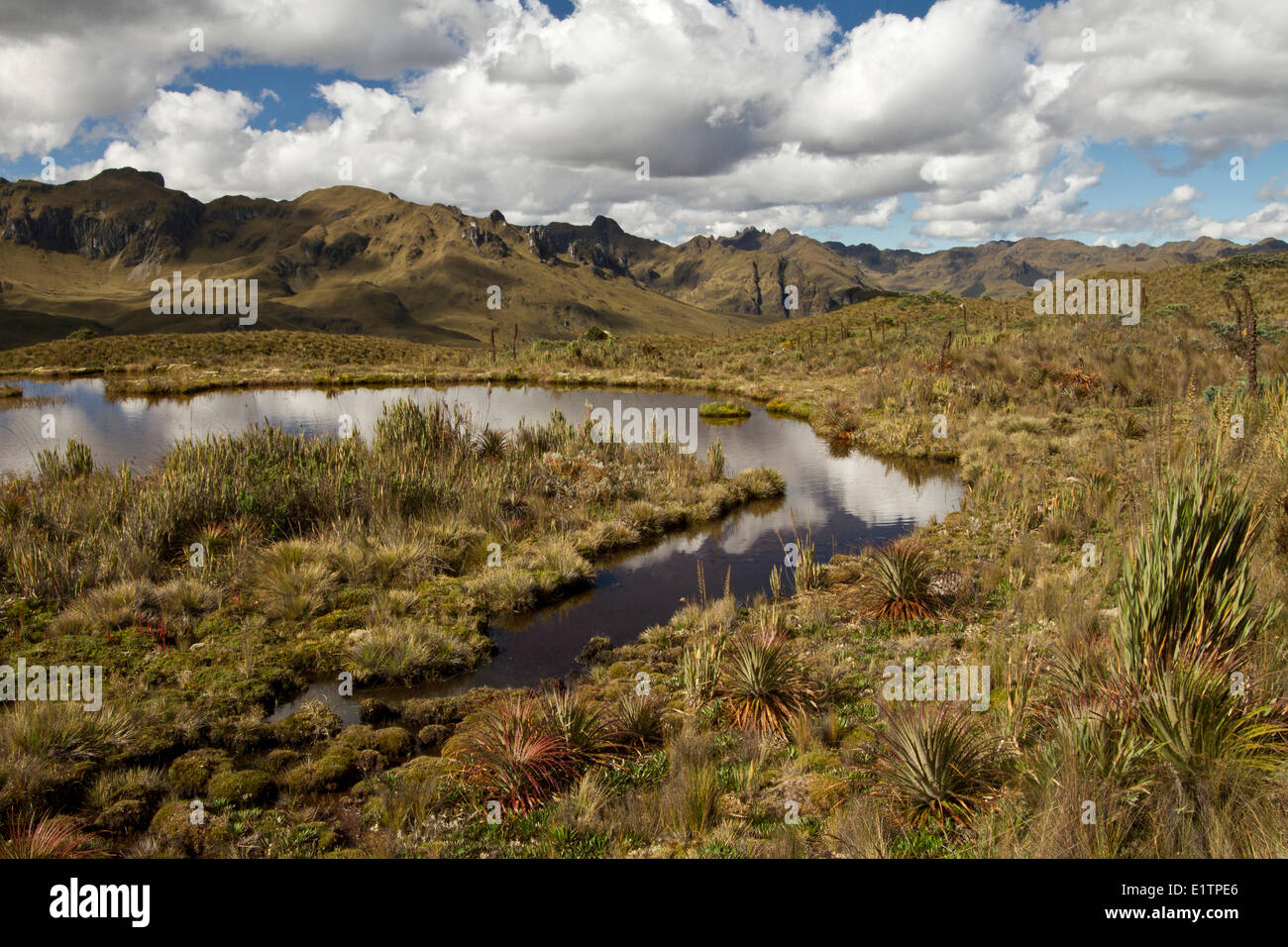 Anden-Hochland, Ecuador, Südamerika Stockfoto