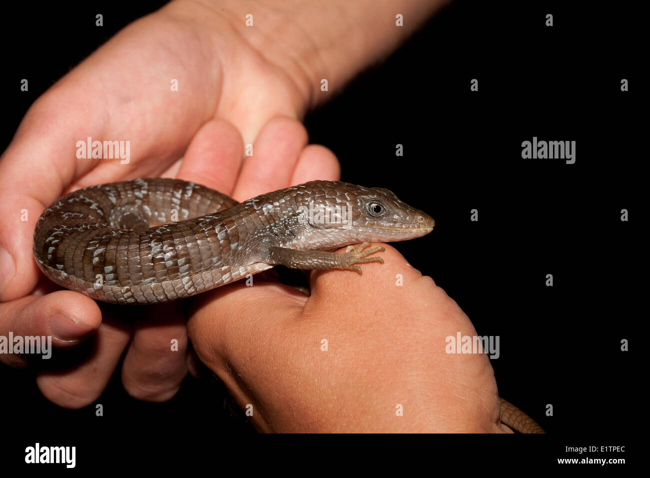 Madrean Alligator Eidechse, Elgaria Kingii, Rio Grand, Texas, USA Stockfoto