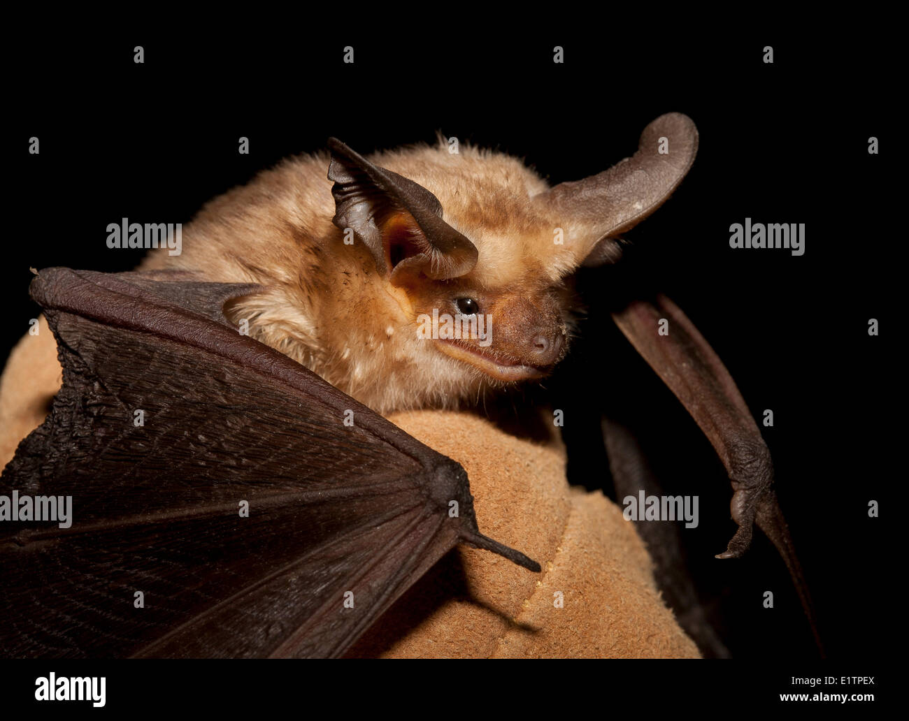 Bleiche Bat, Antrozous Pallidus, Okanagan, BC, Kanada Stockfoto