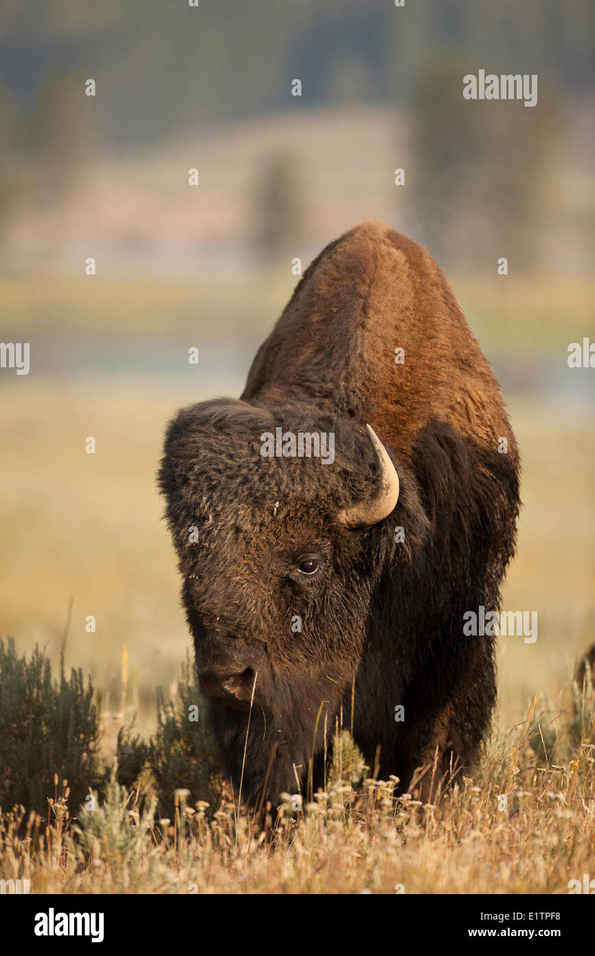 Prärie-Bison Bison Bison Bison, Yellowstone NP, Montana, USA Stockfoto