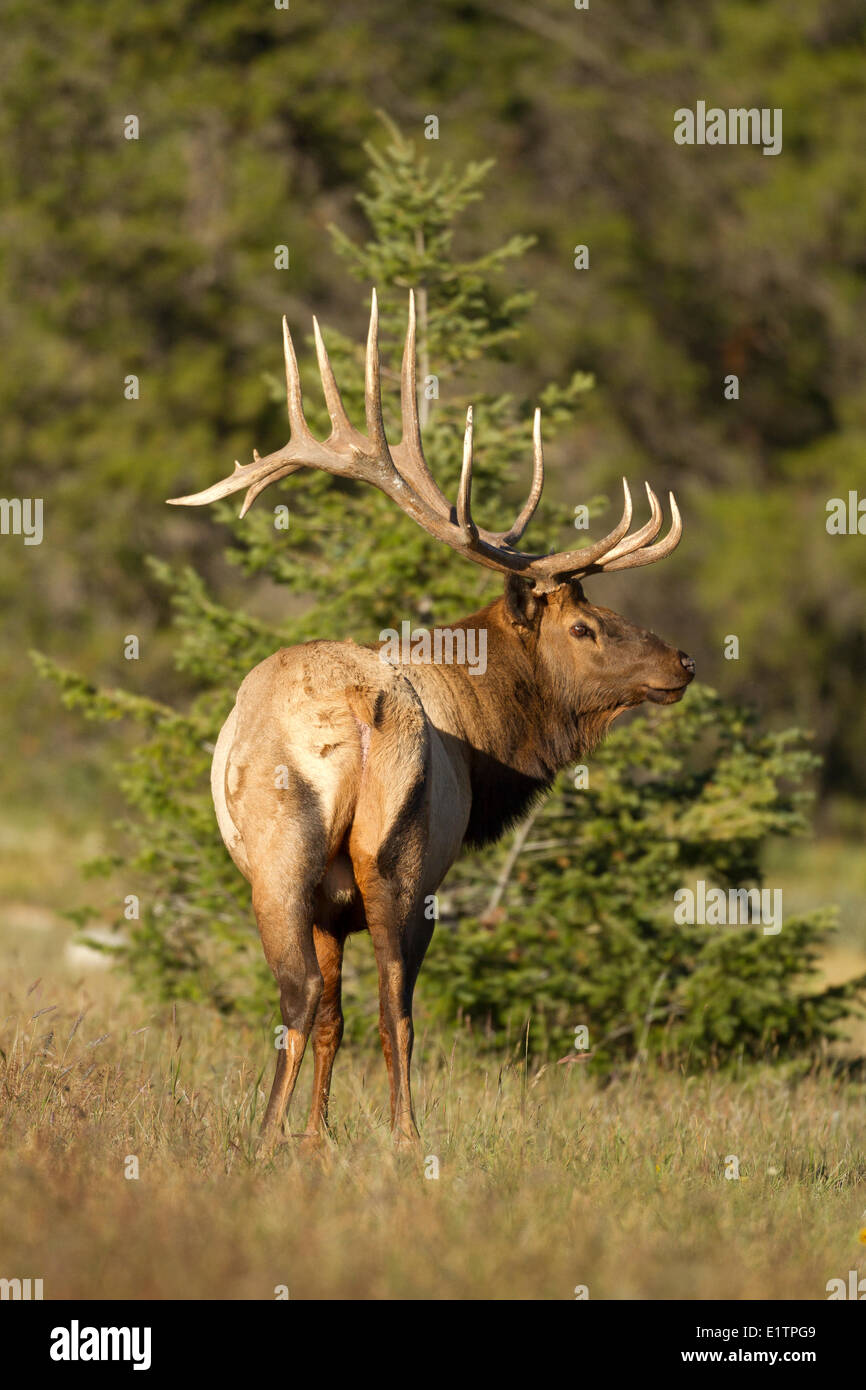 Rocky Mountain Elk, Cervus Canadensis Nelsoni, NP Banff, Alberta, Kanada Stockfoto