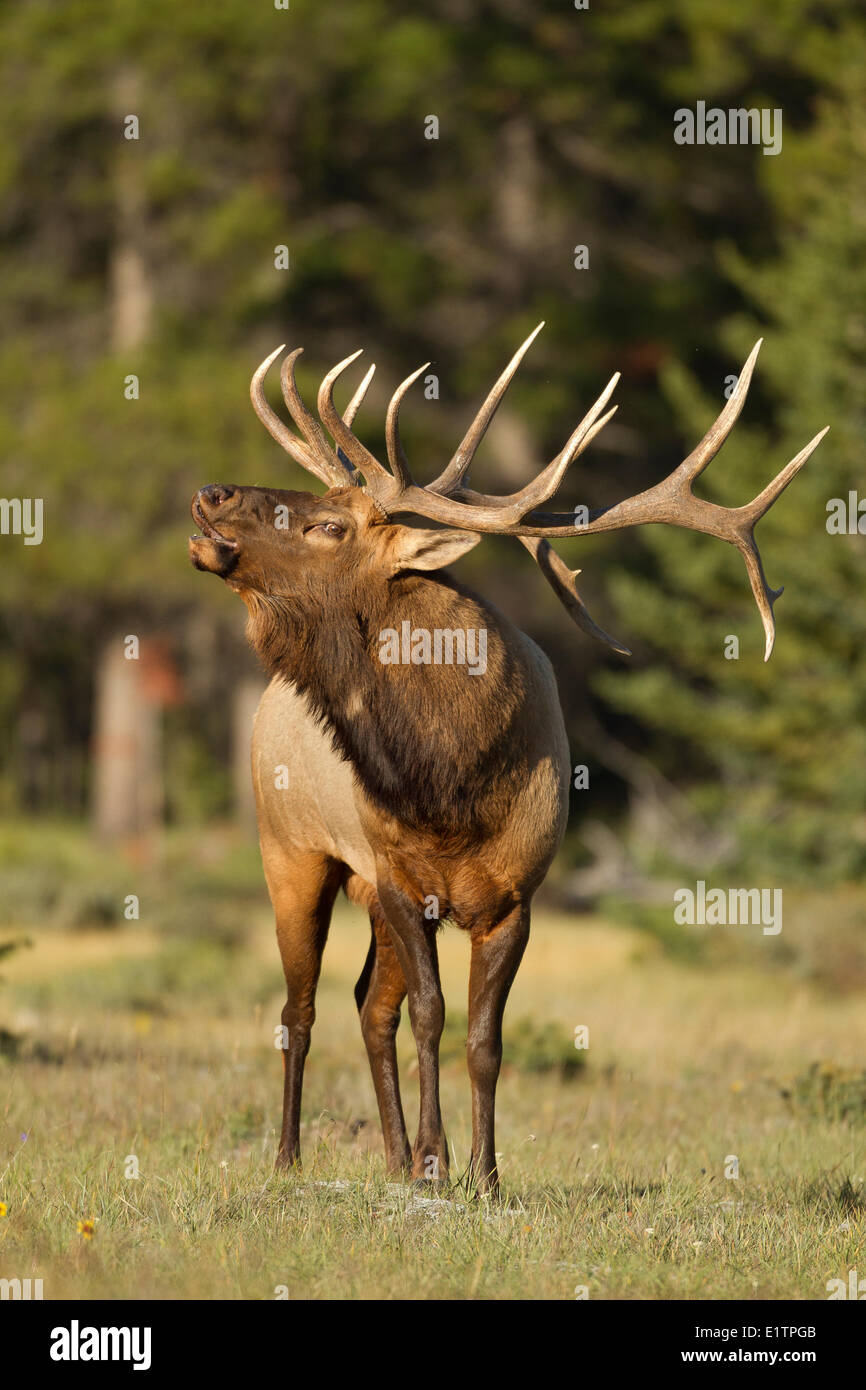 Rocky Mountain Elk, Cervus Canadensis Nelsoni, NP Banff, Alberta, Kanada Stockfoto