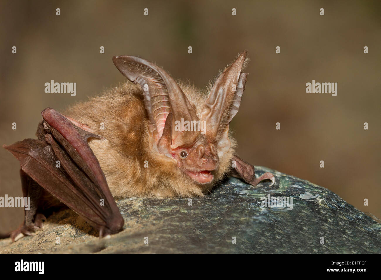 Townsends Big-Eared Bat, Corynorhinus Townsendii, Lillooet, BC, Kanada Stockfoto