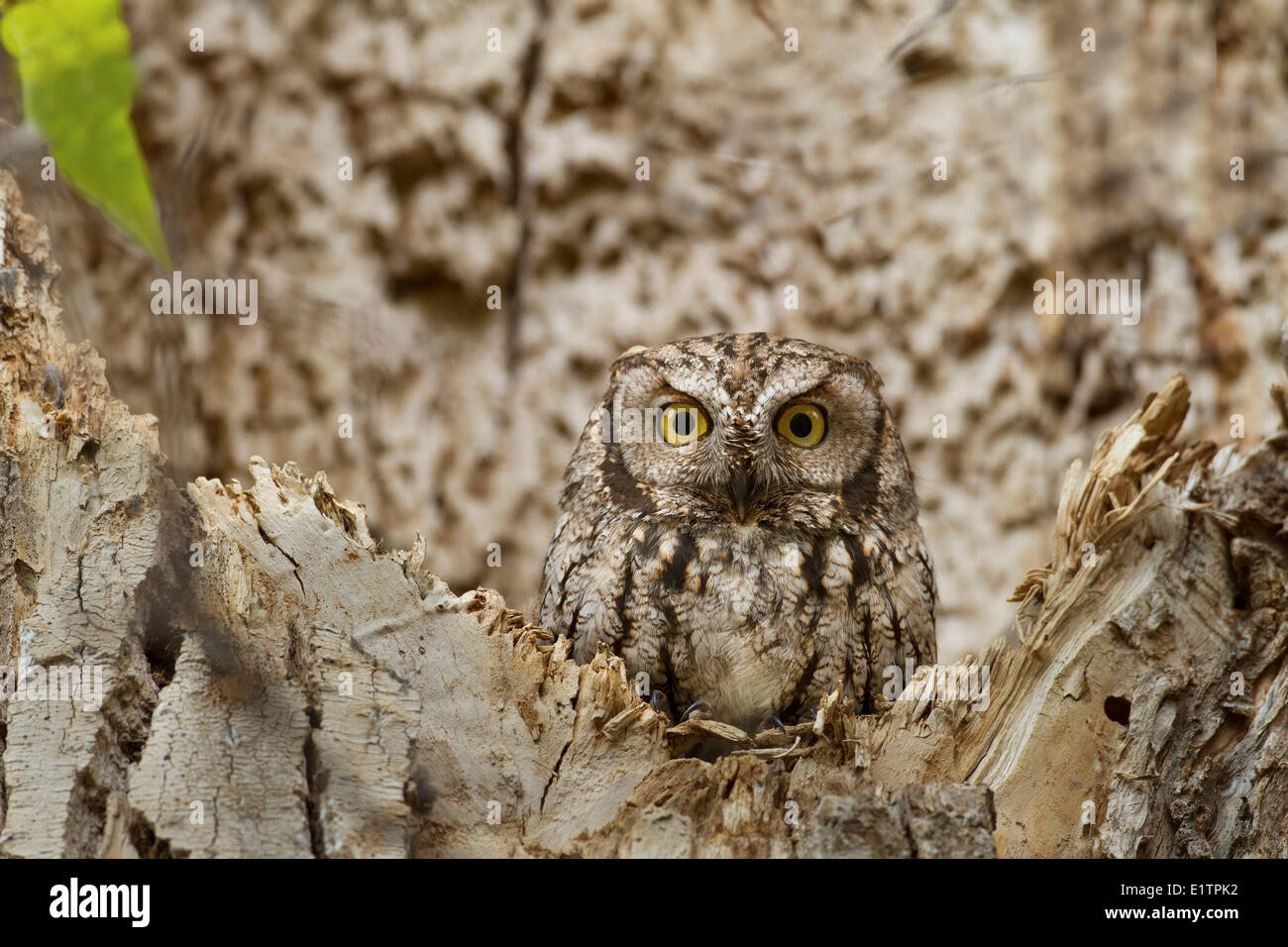 Western-Kreischeule (innen), Megascops Kennicottii Macfarlanei, innen BC, Kanada Stockfoto