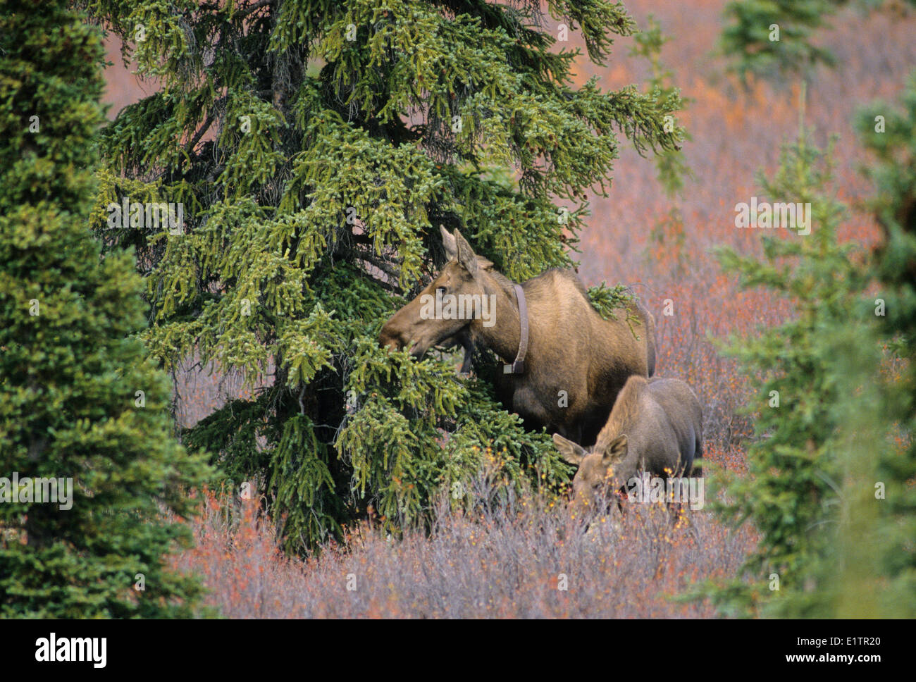 Elch (Alces Alces) Erwachsenen weiblichen Tracking-Kragen Juvenile tragen. Herbst-Denali-Nationalpark Alaska USA Amerika. Stockfoto