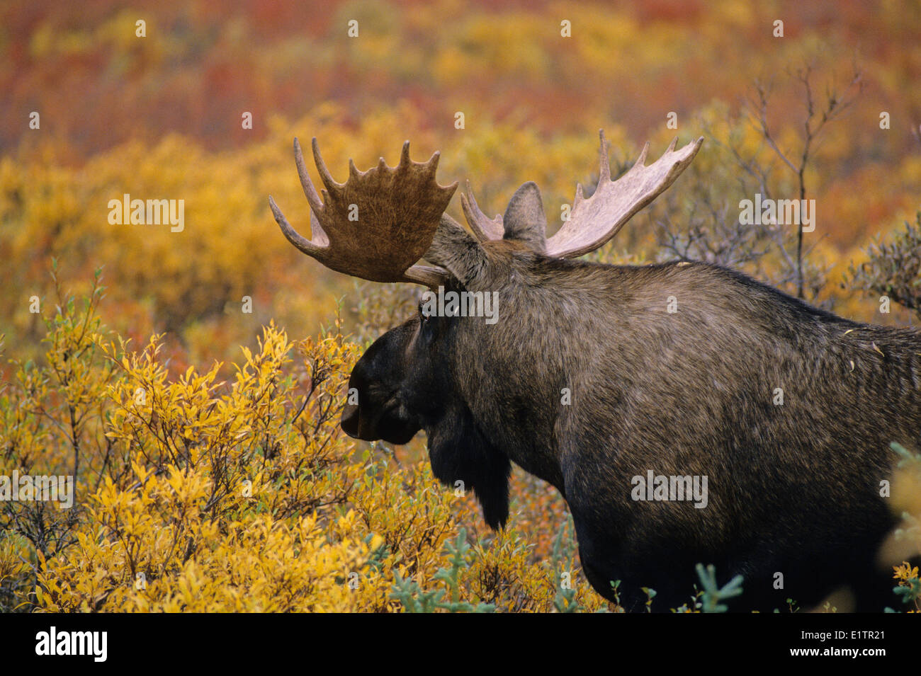 Elch (Alces Alces) Erwachsene männliche, Herbst, Denali National Park, Alaska, Vereinigte Staaten von Amerika. Stockfoto