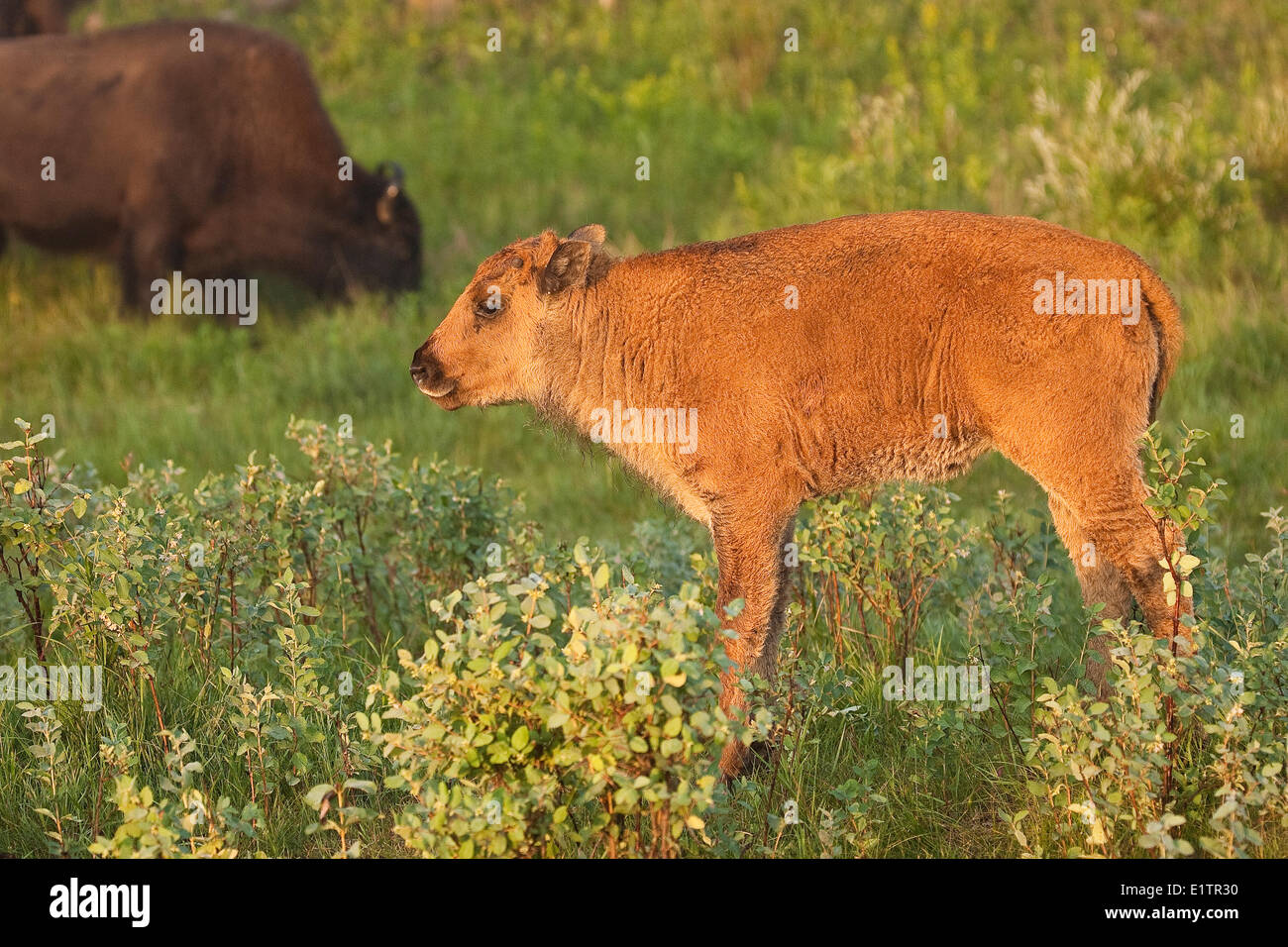 Bison, Bos Bison, Kalb bei Sonnenaufgang, Elk Island National Park, Alberta, Kanada Stockfoto