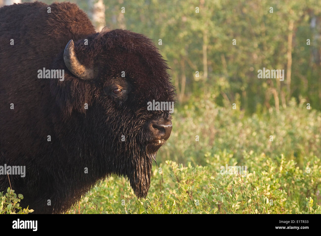 Bull Bison, Bos Bison, mit Tau bedeckten Gesicht, Elk Island National Park, Alberta, Kanada Stockfoto