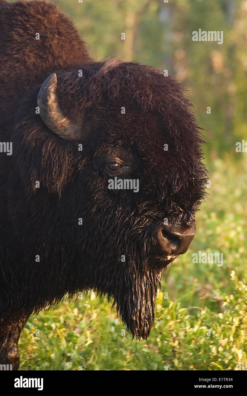 Bull Bison, Bos Bison, mit Tau bedeckten Gesicht, Elk Island National Park, Alberta, Kanada Stockfoto