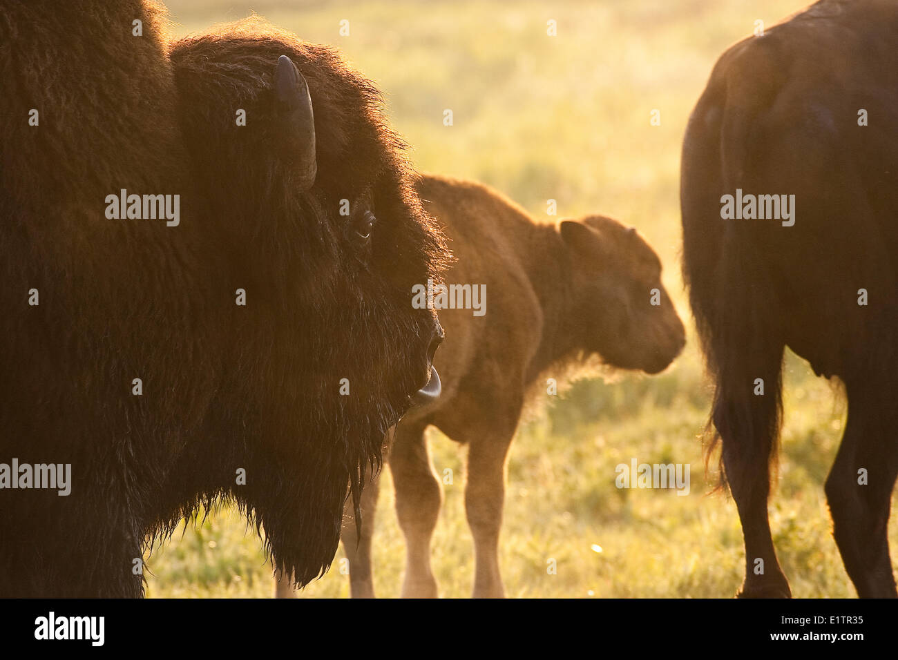 Männliche Bison, Bos Bison, folgenden weiblichen Bison und Kalb bei Sonnenaufgang, Elk Island National Park, Alberta, Kanada Stockfoto
