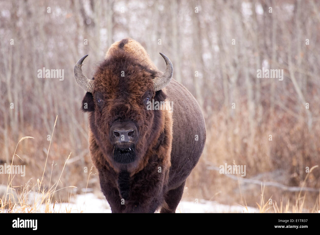 Bull Bison, Bos Bison, im Winter, Elk Island National Park, Alberta, Kanada Stockfoto