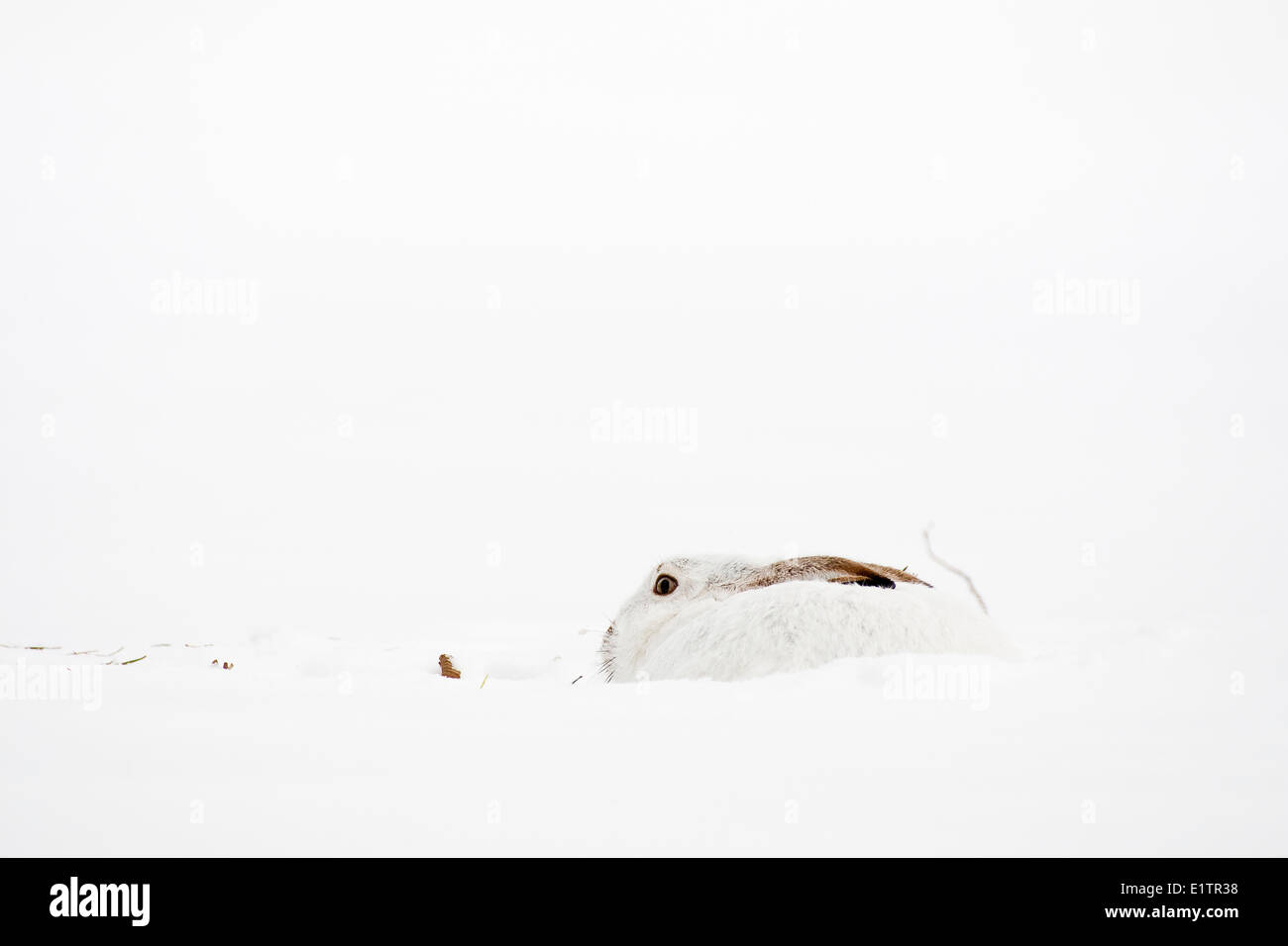 White Tailed Jack-Hasen, Lepus Townsendii, sitzen im Schnee, Edmonton, Alberta, Kanada Stockfoto