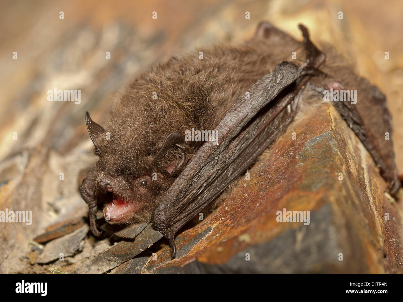 Langbeinige Bat, Myotis Volans, Lillooet, BC, Kanada Stockfoto
