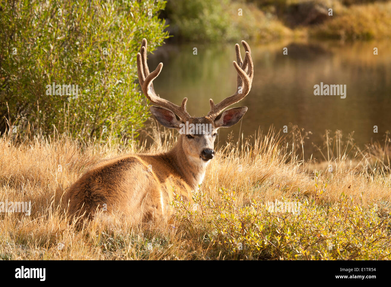 Maultier-Rotwild, Odocoileus Hemionus, Yosemite NP, Kalifornien, USA Stockfoto