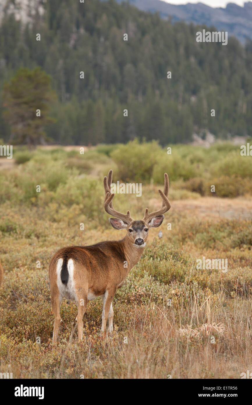 Maultier-Rotwild, Odocoileus Hemionus, Yosemite NP, Kalifornien, USA Stockfoto