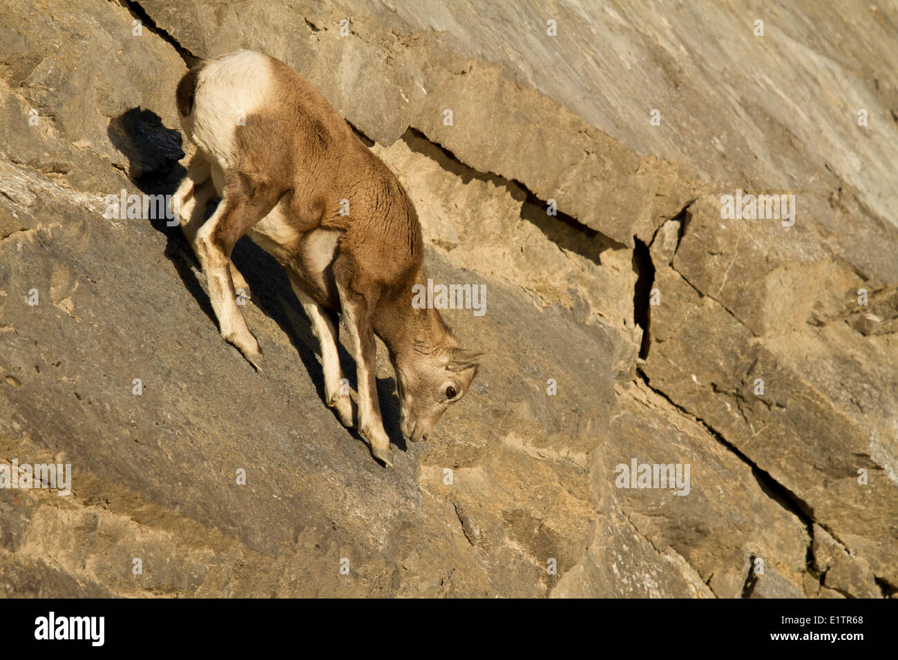 Rocky Mountain Bighorn, Ovis Canadensis Canadensis, Jasper NP, Alberta, Kanada Stockfoto