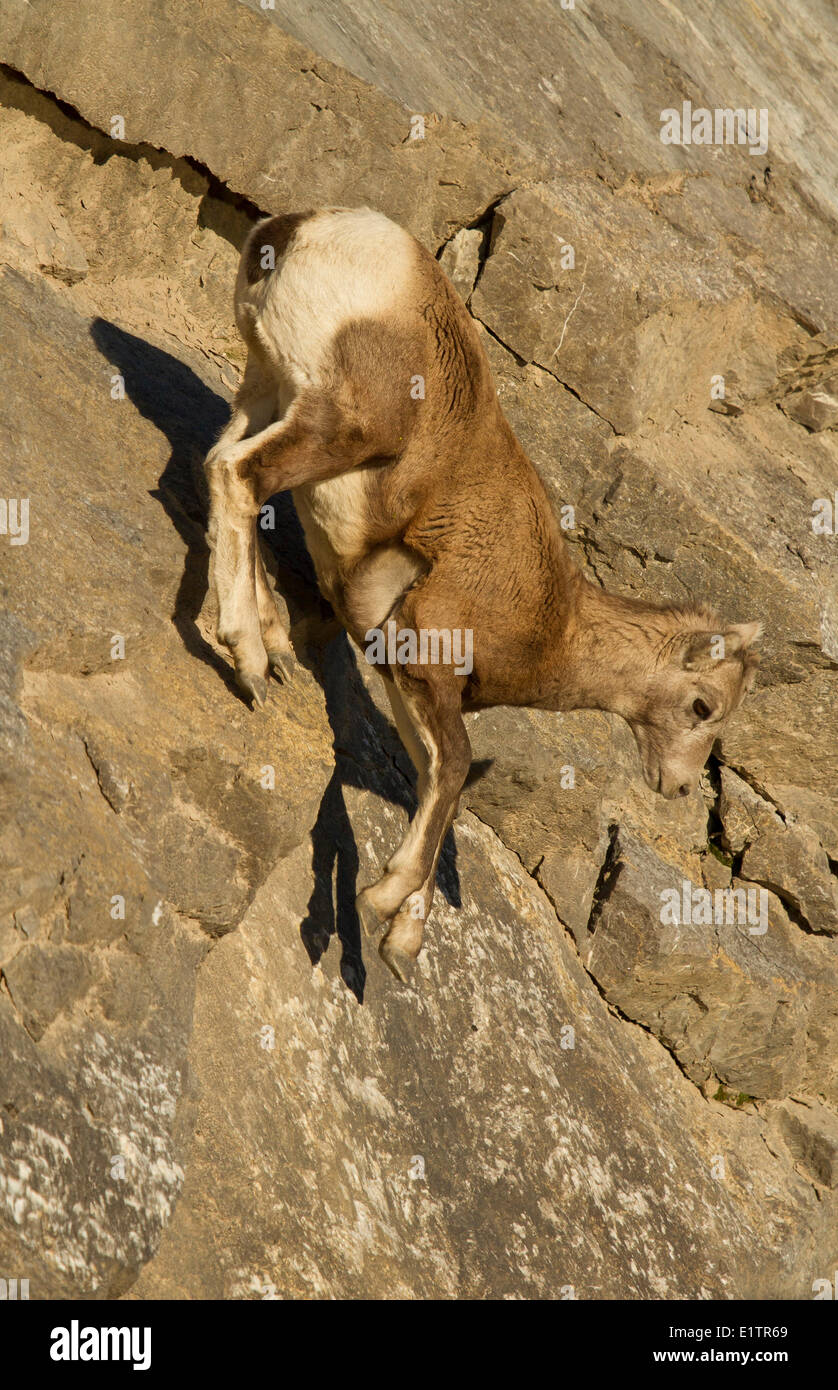 Rocky Mountain Bighorn, Ovis Canadensis Canadensis, Jasper NP, Alberta, Kanada Stockfoto