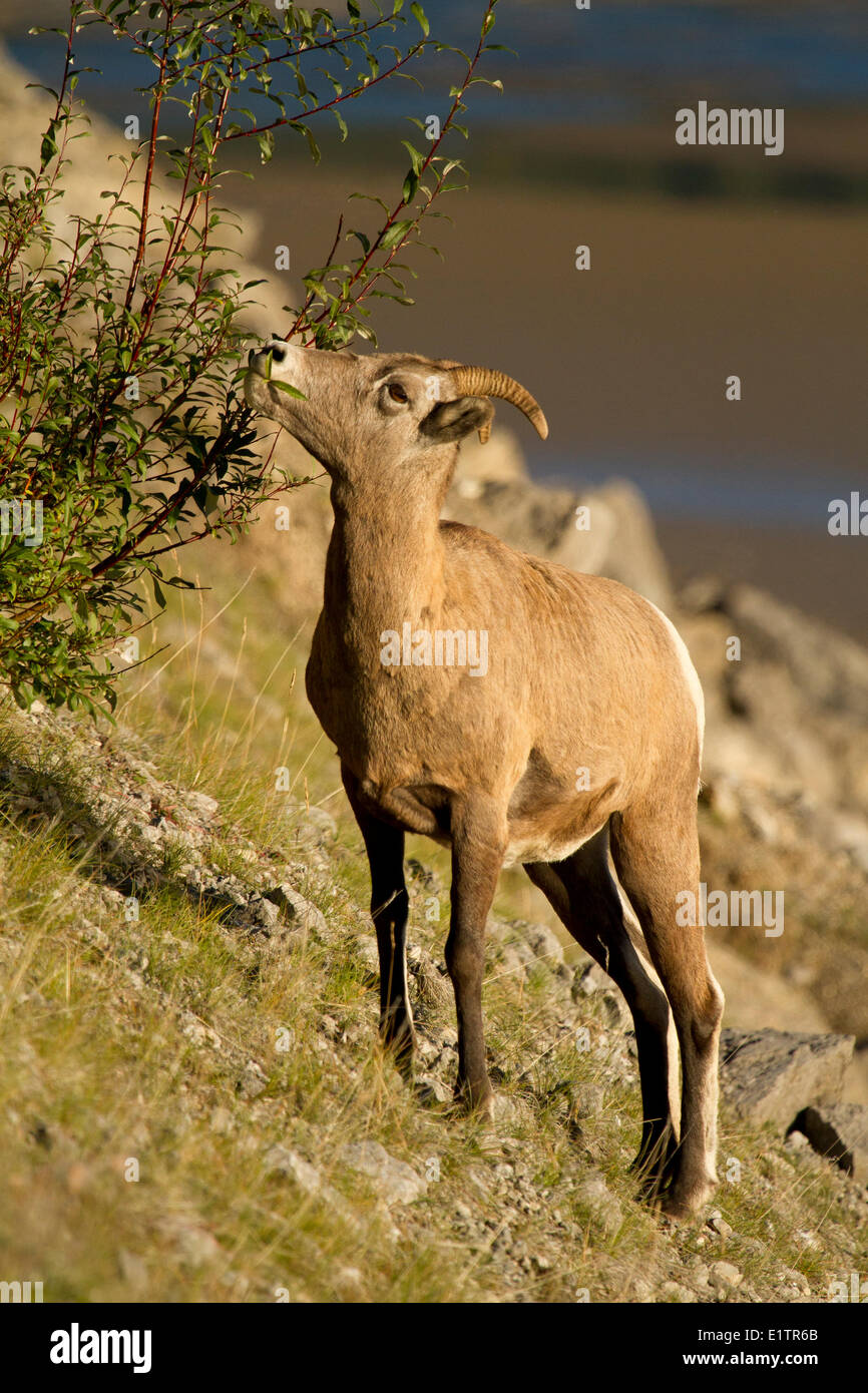 Rocky Mountain Bighorn, Ovis Canadensis Canadensis, Jasper NP, Alberta, Kanada Stockfoto