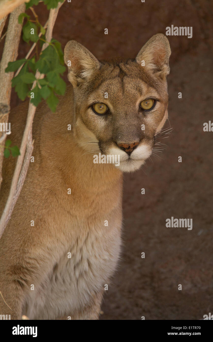 Puma, Puma Concolor, Arizona Desert Museum, Arizona, USA Stockfoto