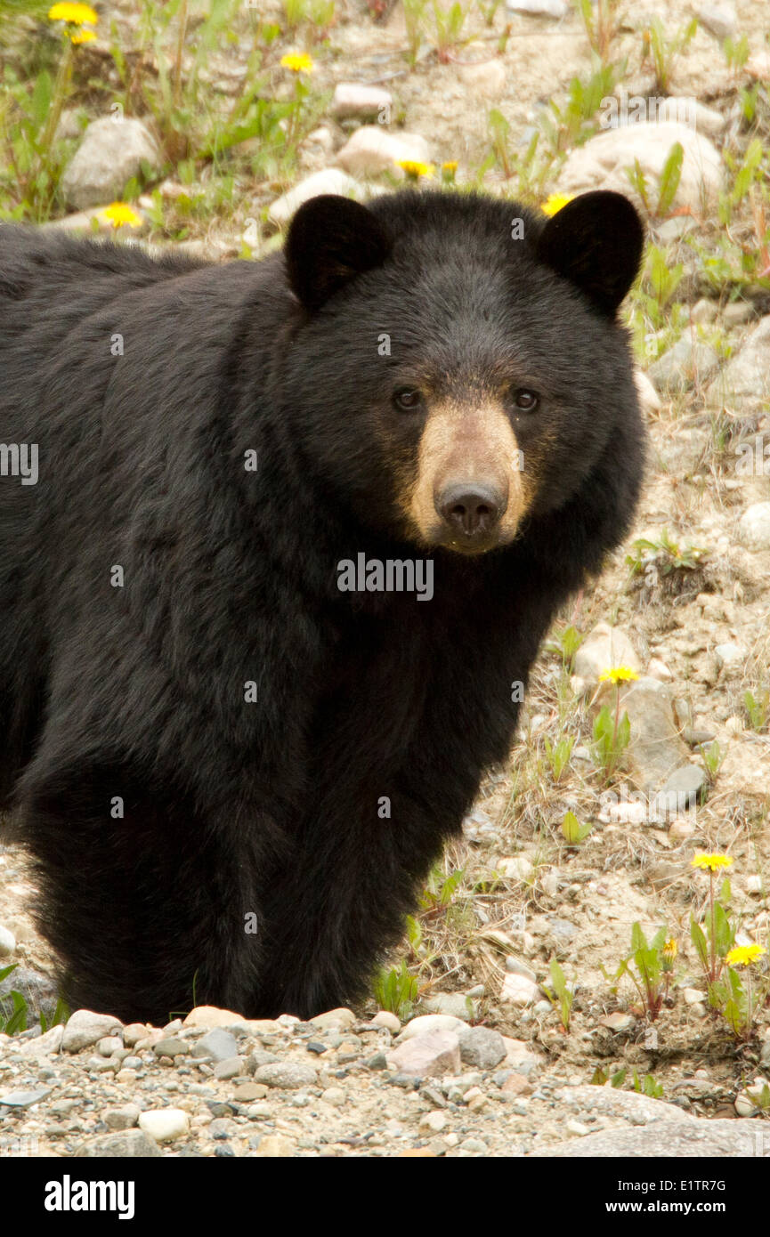 Schwarzer Bär, Ursus Americanus, Rockie Mountains, Alberta, Kanada Stockfoto