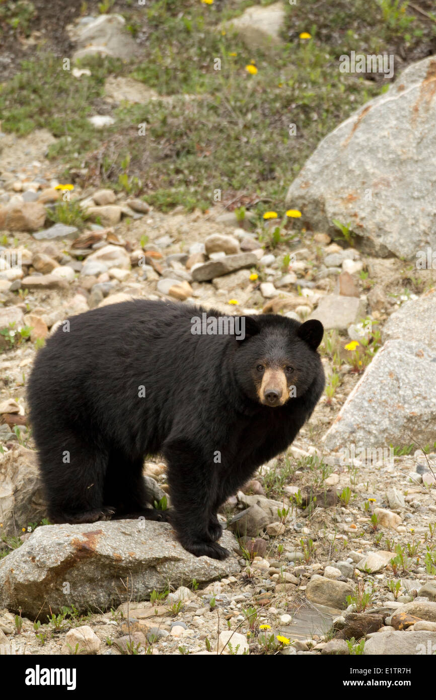 Schwarzer Bär, Ursus Americanus, Rockie Mountains, Alberta, Kanada Stockfoto