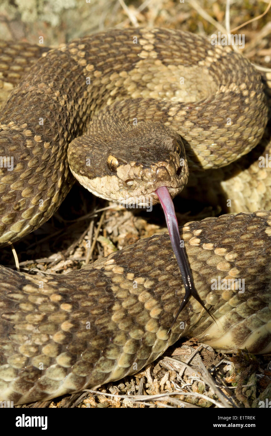 Westliche Klapperschlange, Northern Pacific Rattlsnake Crotalus Oreganus, Okanagan, Kamloops, BC, Kanada Stockfoto