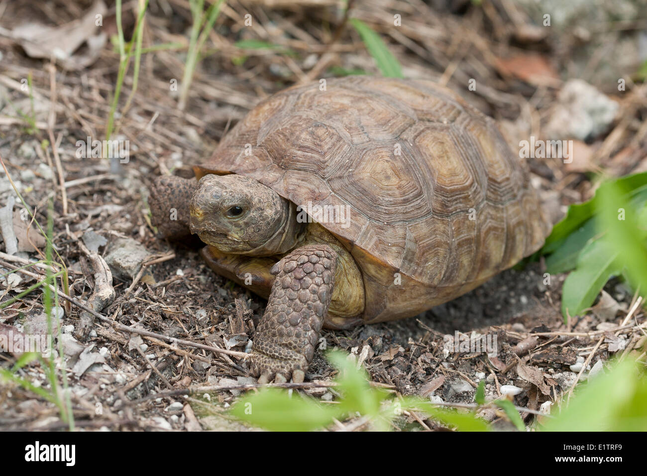 Gopher Schildkröte, Gopherus Polyphemus, Florida, Everglades, USA Stockfoto