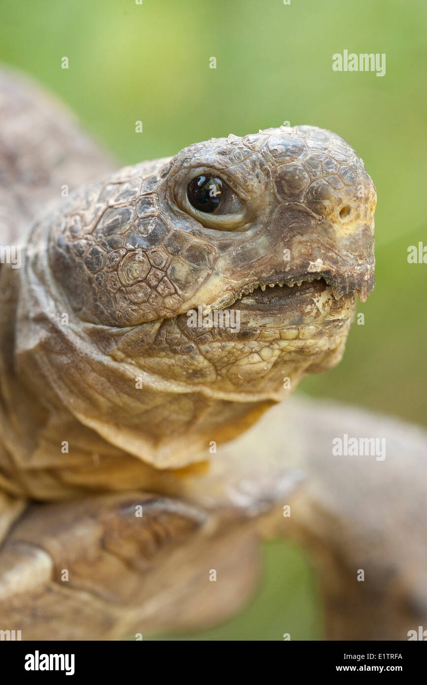 Gopher Schildkröte, Gopherus Polyphemus, Florida, Everglades, USA Stockfoto