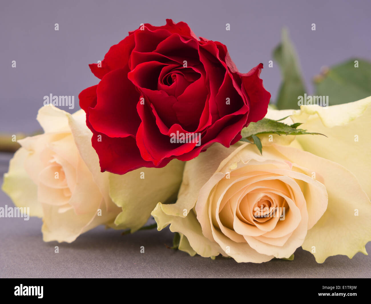 Nahaufnahme einer Anordnung von weißen und roten Rosen Stockfoto