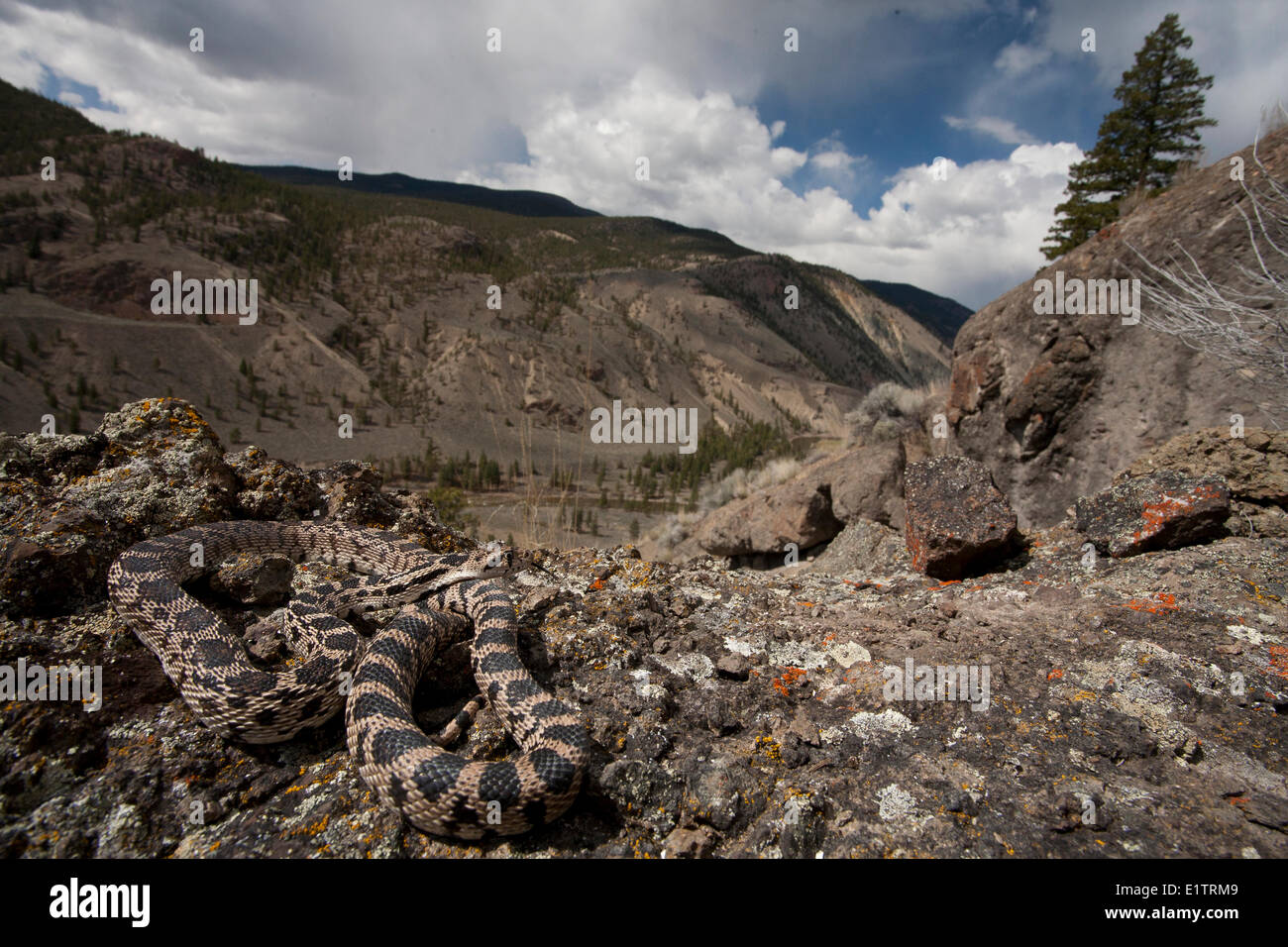 Great Basin Gopher Snake, Pituophis Catenifer Deserticola, innen BC, Okanagan, Kanada Stockfoto