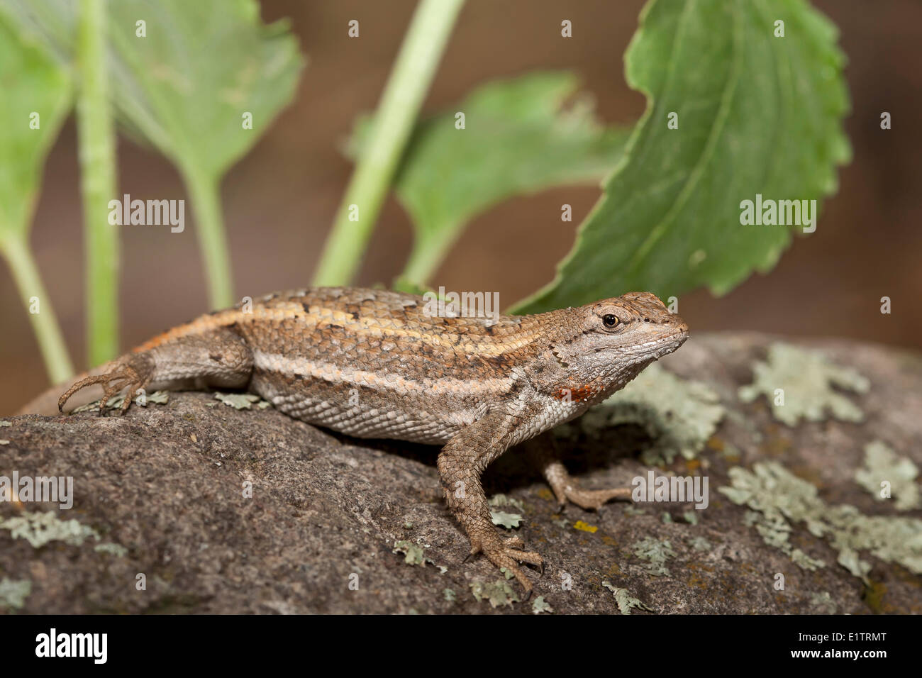 Gestreifte Plateau Eidechse, Sceloporus Virgatus, Arizona, USA Stockfoto