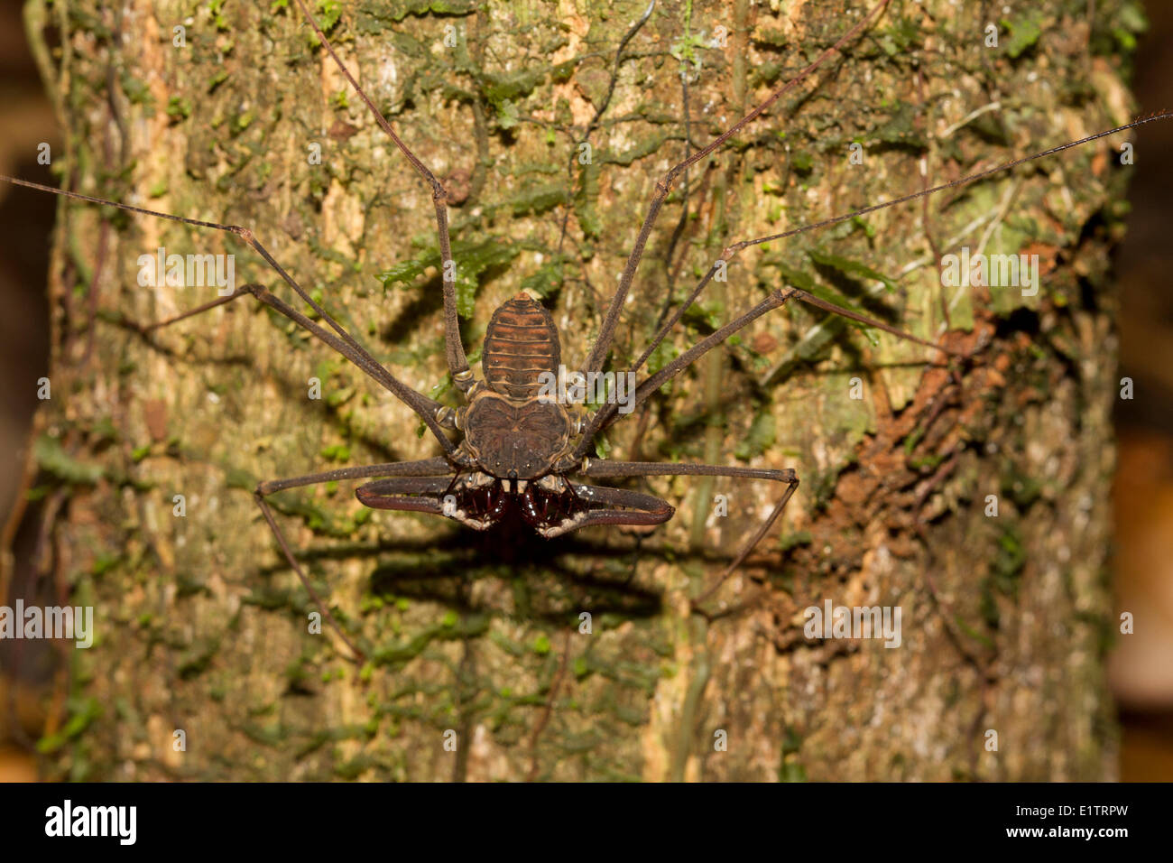 Peitsche Scorpion Arten, Rio Napo, Amazonien, Ecuador Stockfoto
