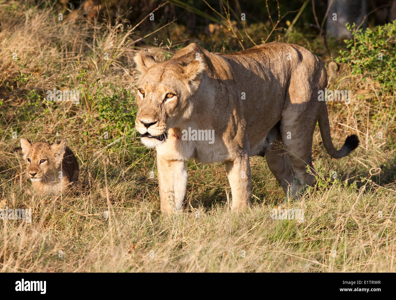 Löwin mit Nachwuchs, Moremi National Park Okavango Delta, Botswana, Afrika Stockfoto
