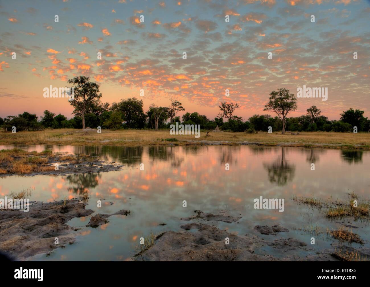 Vor Sonnenaufgang, Moremi Game Reserve, Botswana, Afrika Stockfoto