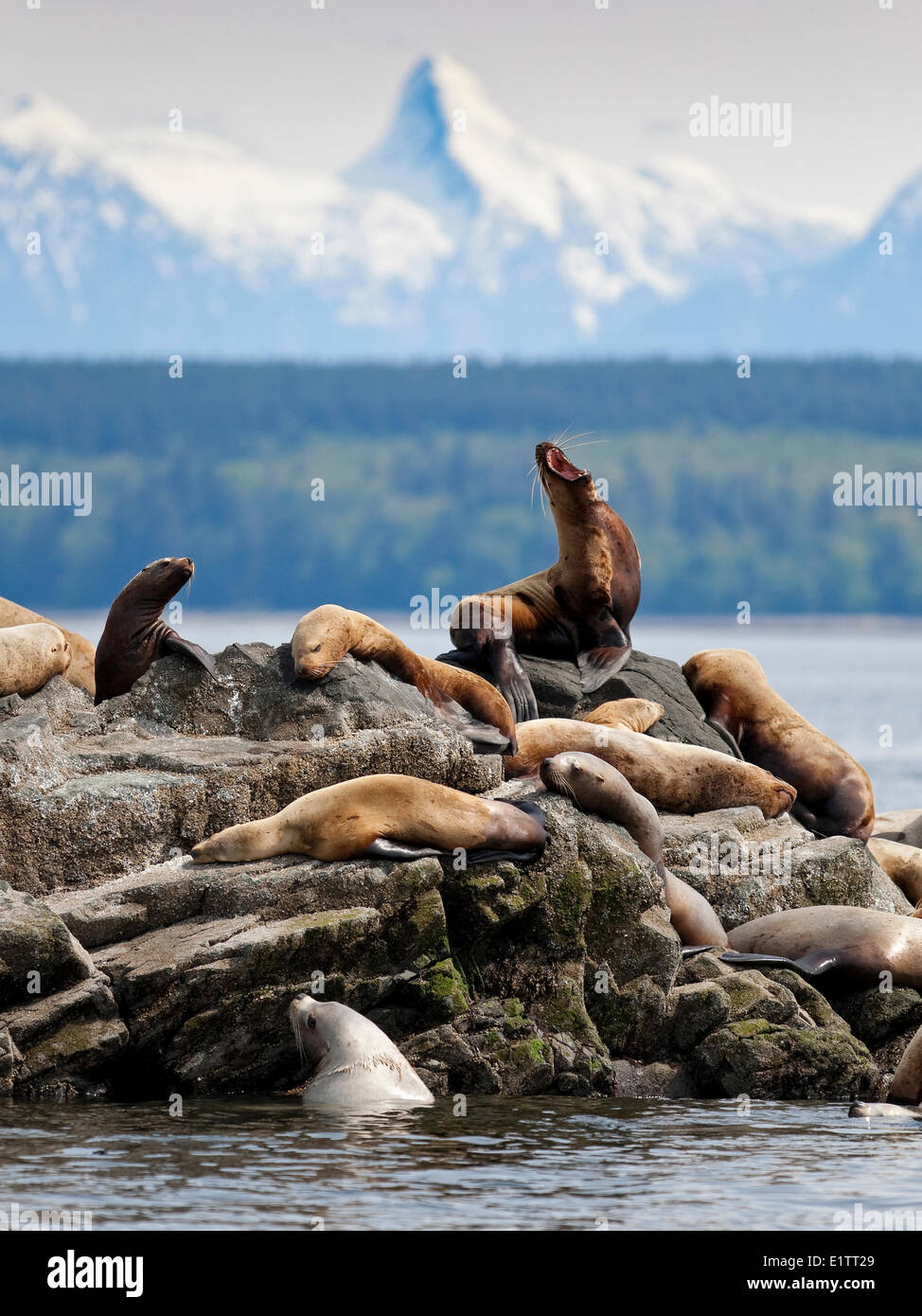 Sea Lion Haul-Out Georgia Strait, Mitlenatch Insel, Gulf Islands, British Columbia, Kanada Stockfoto