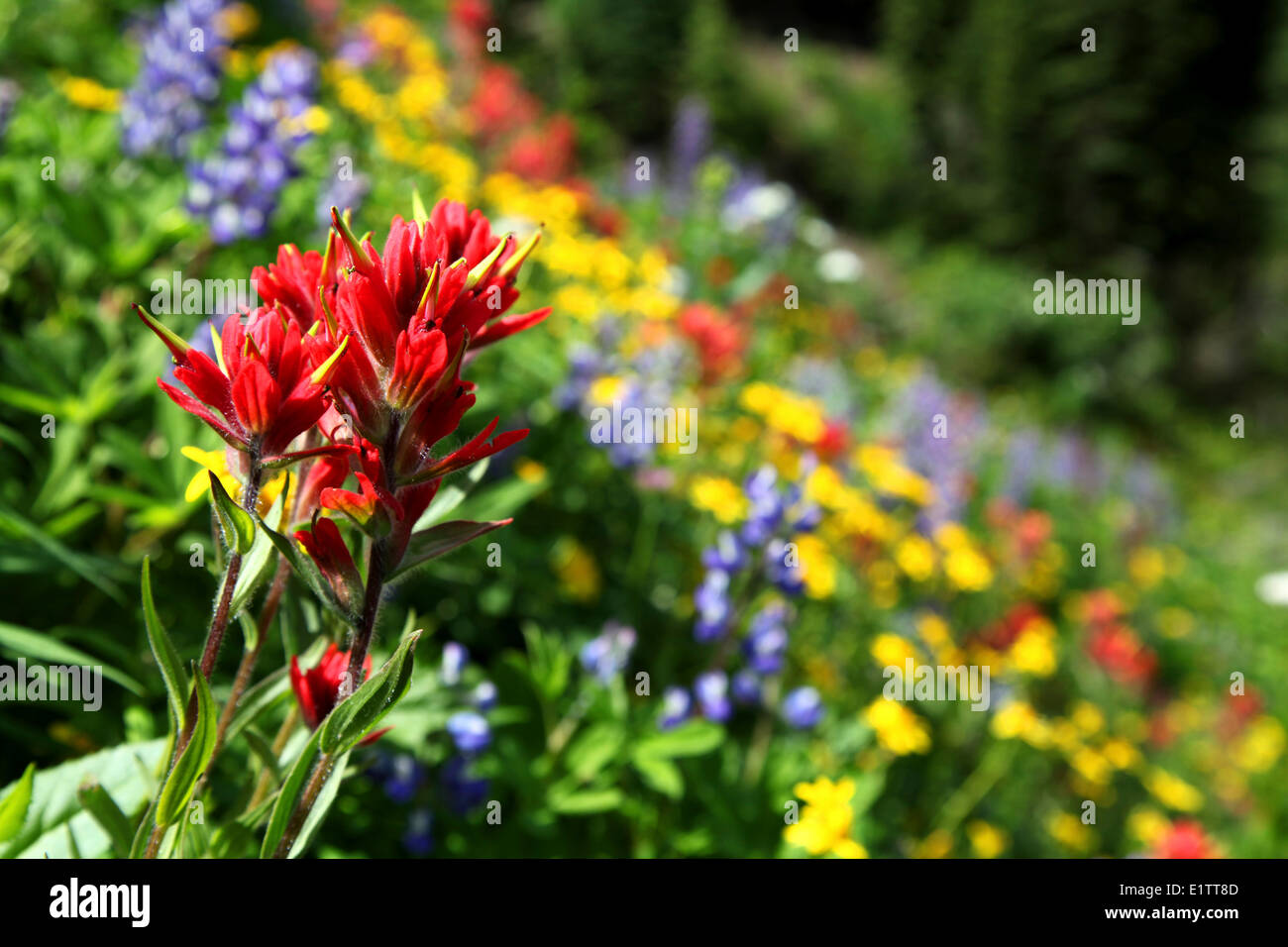 Wildblumen auf Idaho Peak, in der Nähe von New Denver BC, Kanada Stockfoto