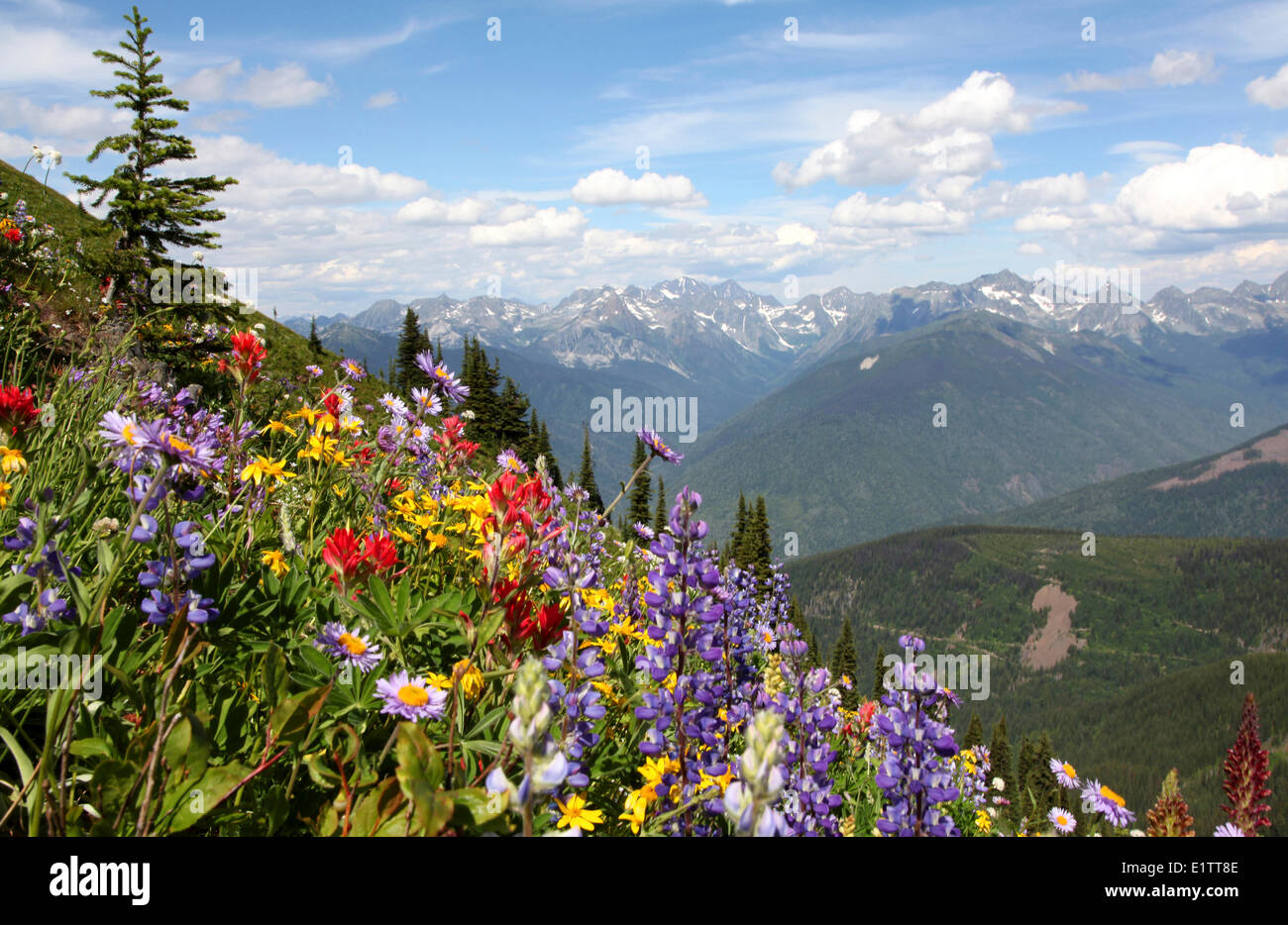 Wildblumen auf Idaho Peak, in der Nähe von New Denver BC, Kanada Stockfoto