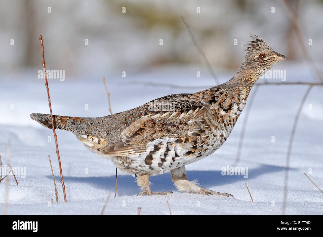 Ruffed Grouse, Bonasa Umbellus, Vermilion River, Nord-Ontario, Kanada. Stockfoto