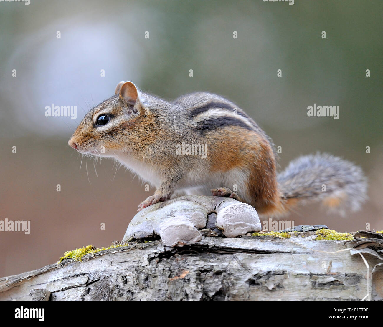 Wenigsten Streifenhörnchen, Neotamias ZIP, ruht auf Pilz behandelt stumpf, Nord-Ontario, Kanada. Stockfoto