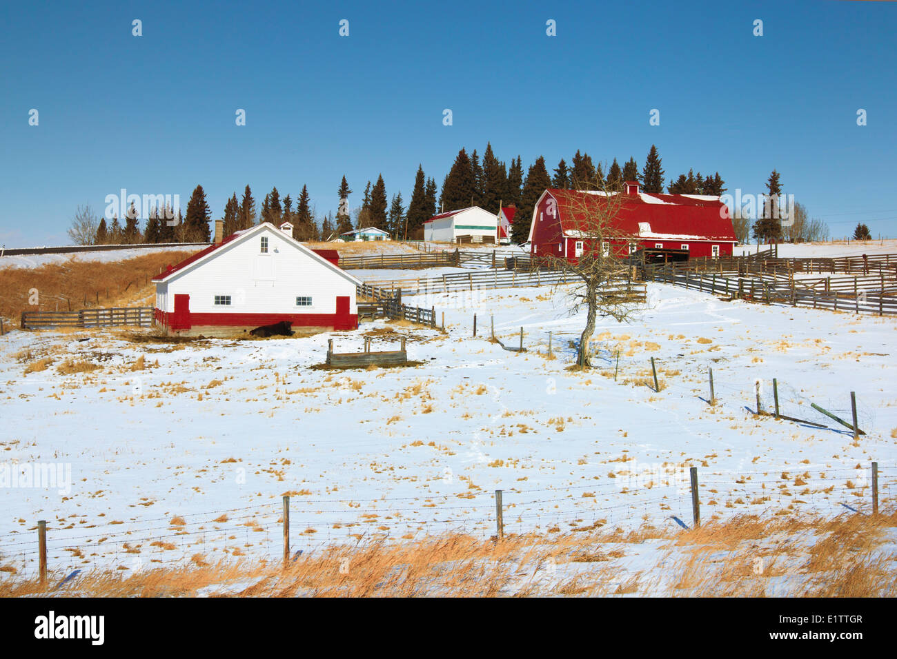 Priddis, Alberta, Kanada Stockfoto
