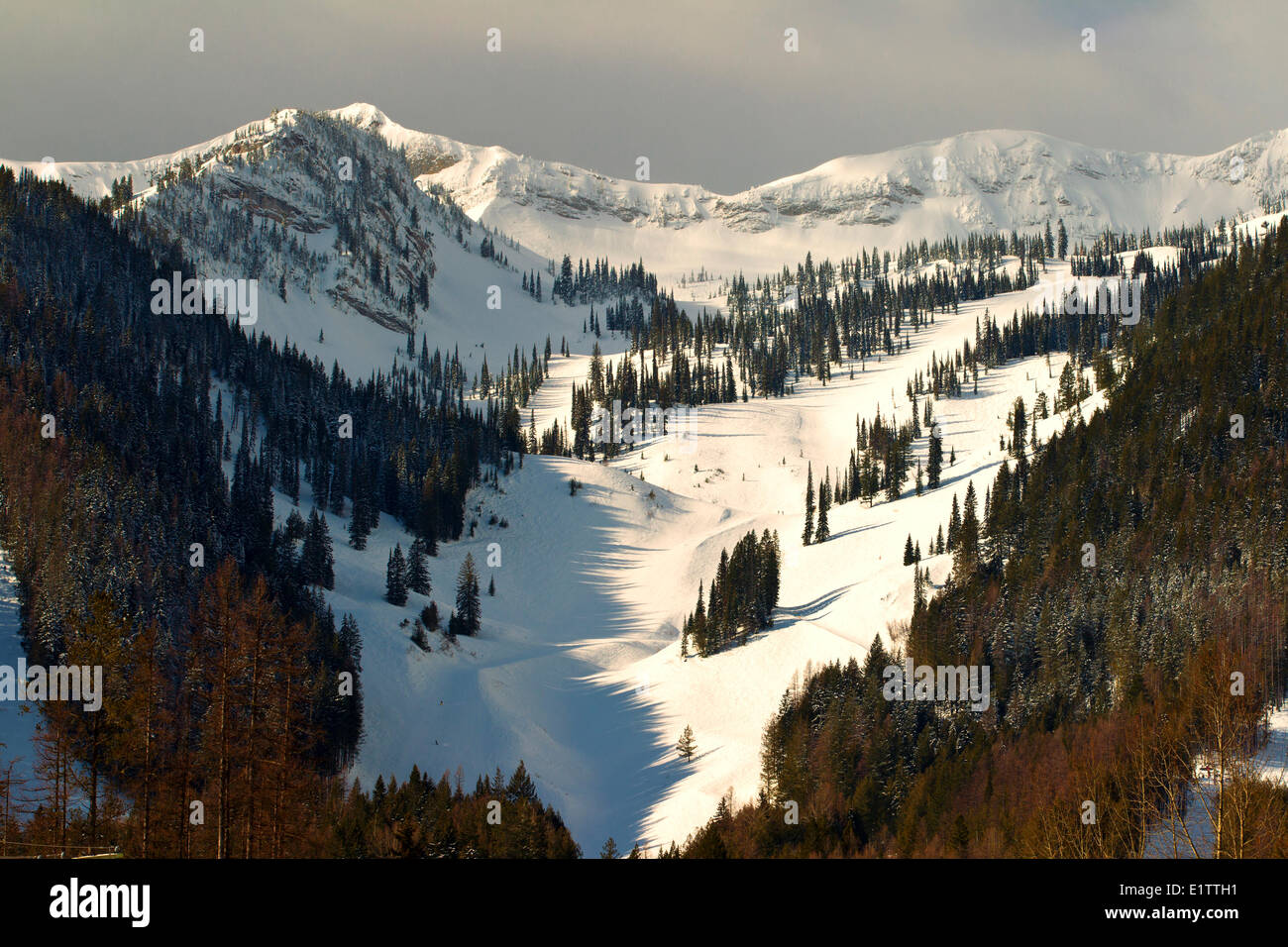 Eidechse Rocky Mountain Range, Fernie, Britisch-Kolumbien, Kanada Stockfoto