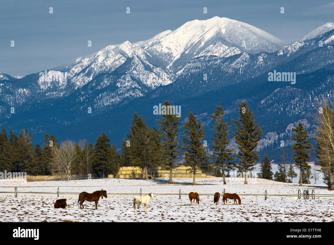 Pferde im Winter, Columbia Lake, East Kootney, Britisch-Kolumbien, Kanada Stockfoto