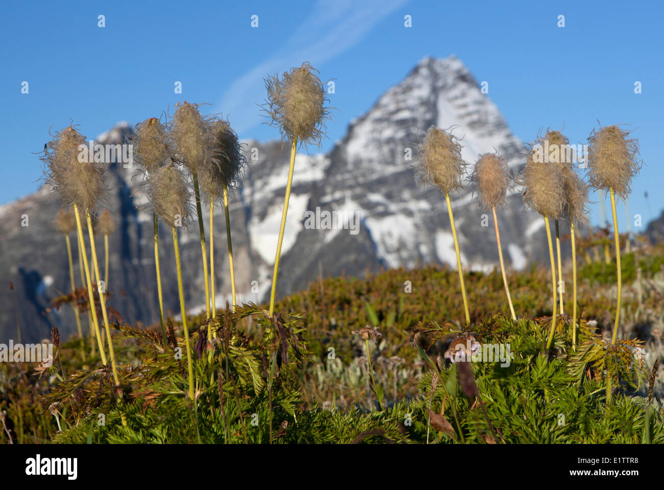 Western-Anemone, Anemone Occidentalis und Mount Sir Donald, Glacier National Park, Britisch-Kolumbien, Kanada Stockfoto