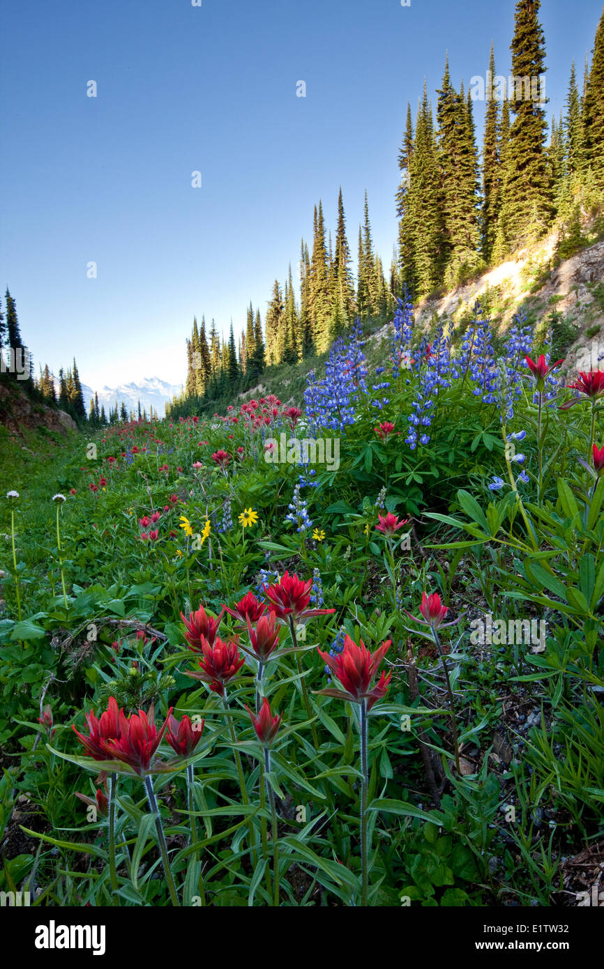 Widlflowers (Lupine, Pinsel und Arnicas) wächst auf Mount Revelstoke, Mount Revelstoke National Park, BC, Kanada. Stockfoto
