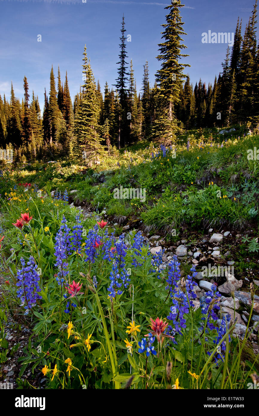 Widlflowers (Lupine, Pinsel und Arnicas) wächst auf Mount Revelstoke, Mount Revelstoke National Park, BC, Kanada. Stockfoto