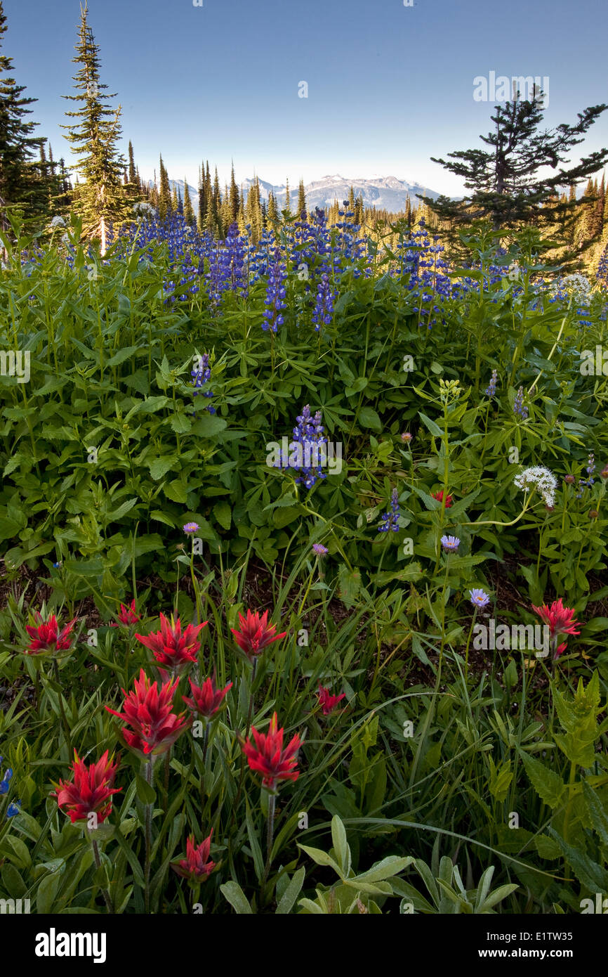 Widlflowers (Lupine, Pinsel und sollte) wächst auf Mount Revelstoke, Mount Revelstoke National Park, BC, Kanada. Stockfoto