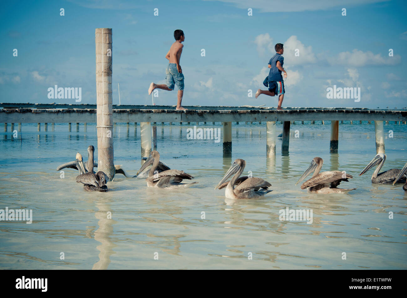 Zwei lokale jungen heruntergekommen ein Dock, während braune Pelikane (Pelecanus Occidentalis), fischig Handouts warten. Caye Caulker, Belize. Stockfoto