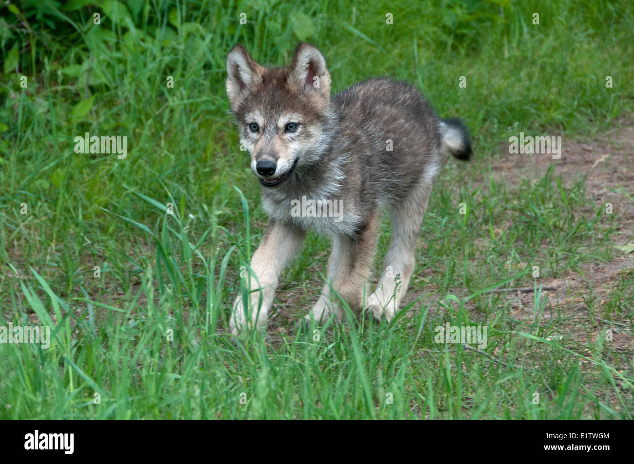 Grauer Wolfswelpe im grünen Sommer Gräser laufen; Minnesota; (Canis Lupus) Stockfoto