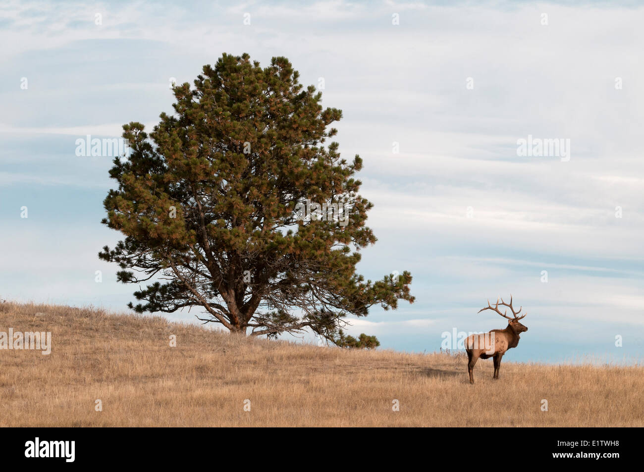 Stier Elch stehend neben großen Ponderosa Pinie, Cervus Canadensis, Wind Cave National Park; South Dakota; Nord-Amerika. Stockfoto